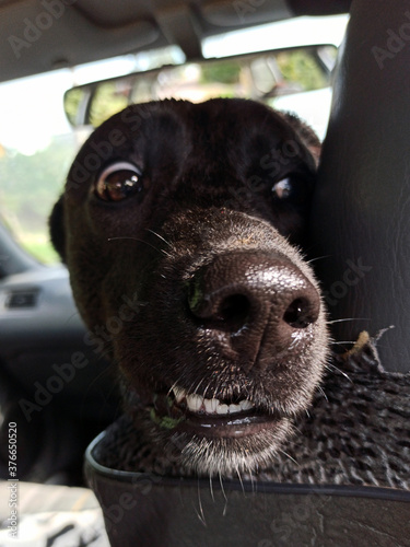 Obraz na płótnie Photo of a black labrador retriever greyhound mix. The dog is sitting in the car. Waiting for the arrival of the owners looking happy excited. Emotions of a dog. w salonie