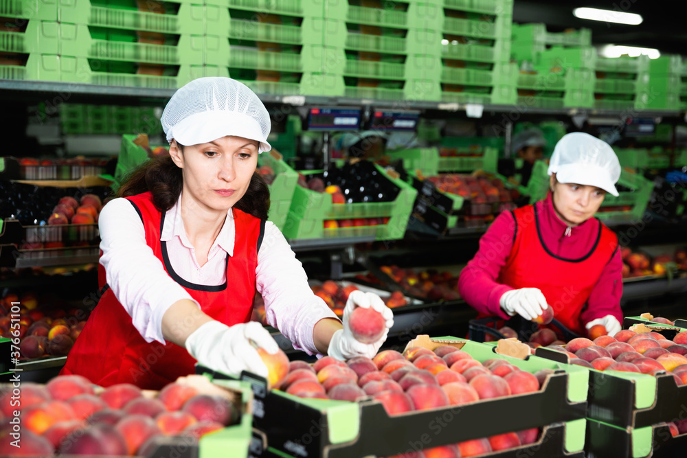 Focused serious woman working on fruit sorting line at warehouse, checking quality of nectarines