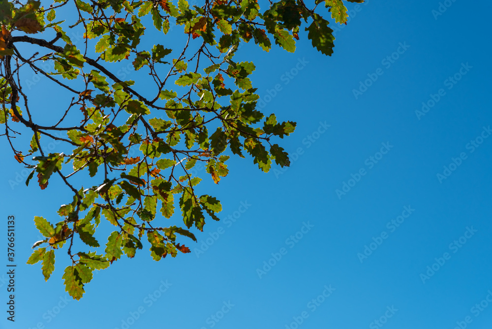Background with a lot of brown branches and green leaves of an oak tree on a sunny day with a colorful blue sky in the background in Spain Background with a lot of brown branches and green leaves of an oak tree on a sunny day with a colorful blue sky in the background in Spain
