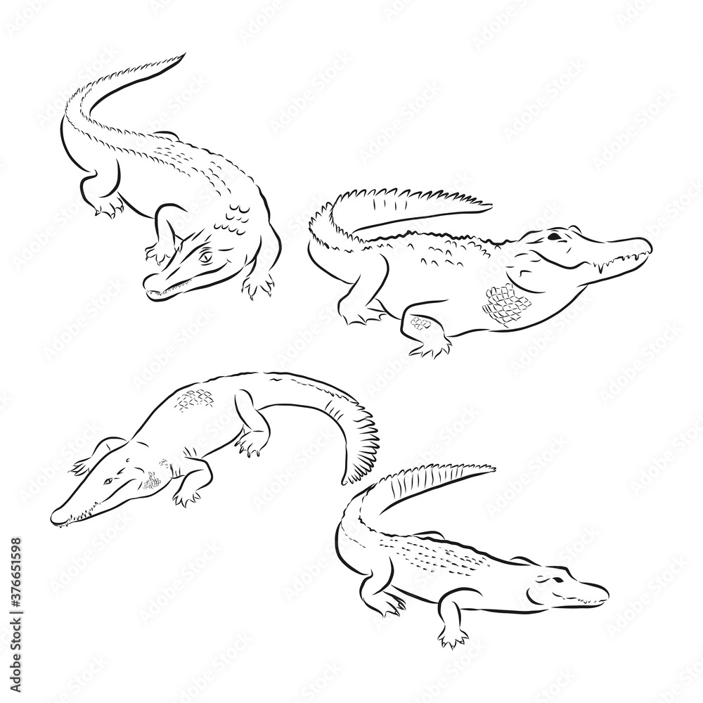 Fototapeta premium hand draw a crocodile-style sketch on a black and white background, crocodile vector sketch illustration