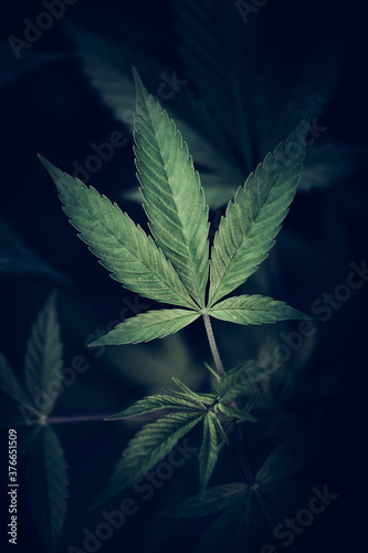 Marijuana / Cannabis leaf. Natural medicine legalization concept.