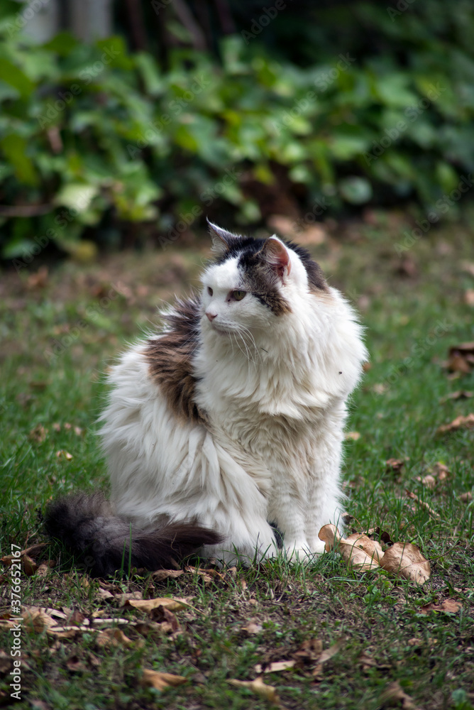 Portrait of Long hair cat sitting in a garden
