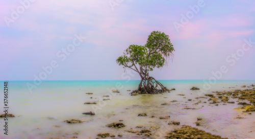 Tree in the coast of Andaman