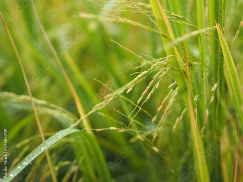 Spike green paddy rice in the field plant, Jasmine rice on blurred of nature background