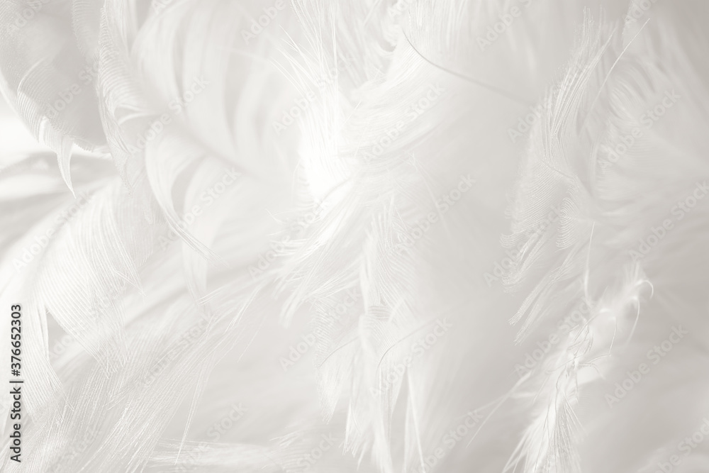 white feather wooly pattern texture background white feather wooly pattern texture background