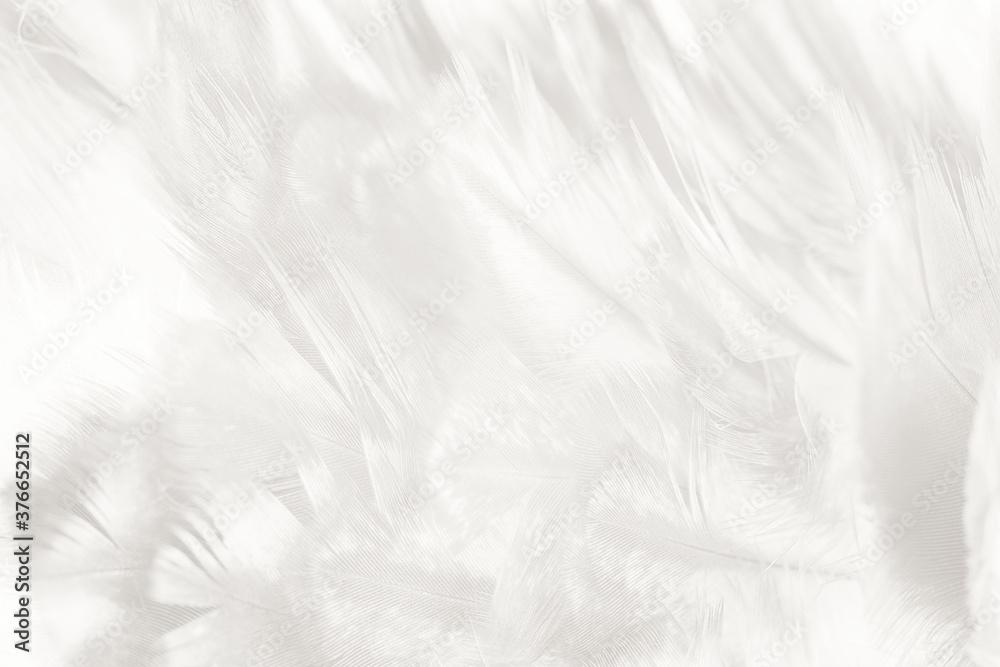 white feather wooly pattern texture background white feather wooly pattern texture background