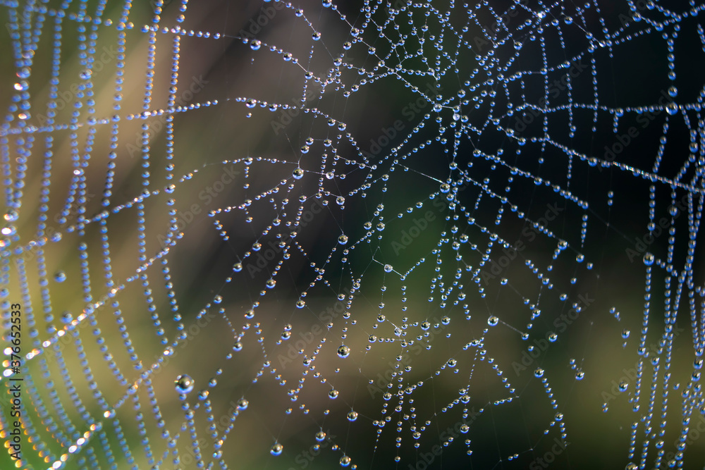 Naklejka premium spider web with dew drops