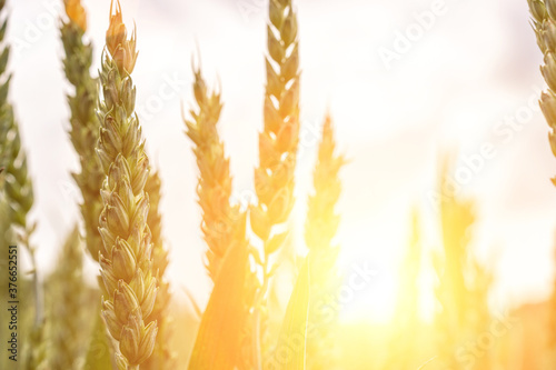 Canvas Print Wheat landscape