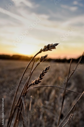 Sunset at Wheat Field