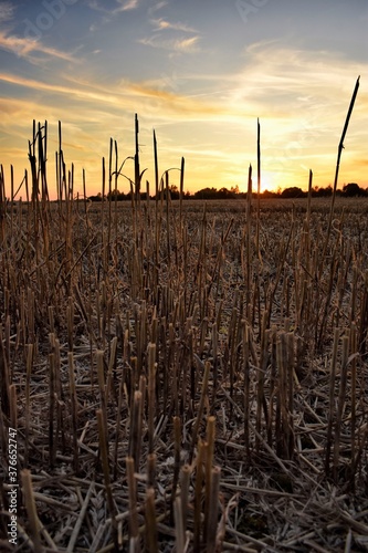 Sunset at Wheat Field