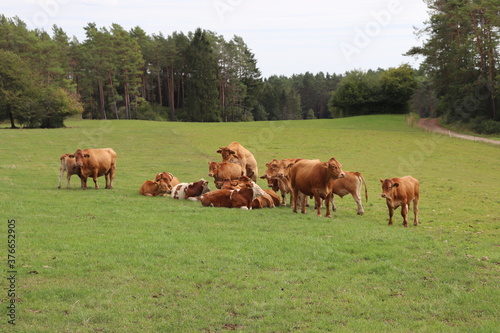 Kuhherde Kühe auf der Weide bespringen sich Sex © Martin