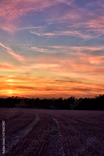 Colorful Sunset with Tree Silhouette