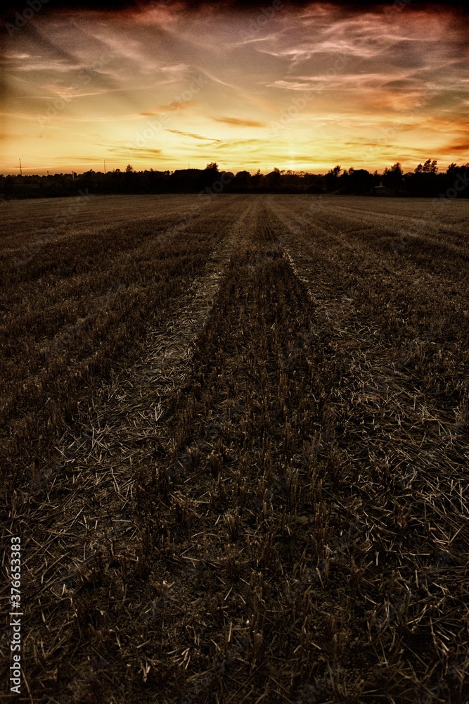 Sunset at Wheat Field
