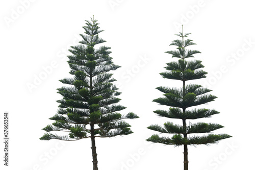 Triangle Pine 2 trees, isolated on white background photo