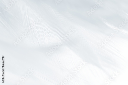 Fototapeta Naklejka Na Ścianę i Meble -   white feather pattern texture background