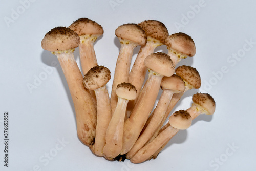 Group of agaric honey fungus isolated on white background A group of young forest tree fungi. Healthy food, vegetarian options. Mushroom picking season, fresh harvest.