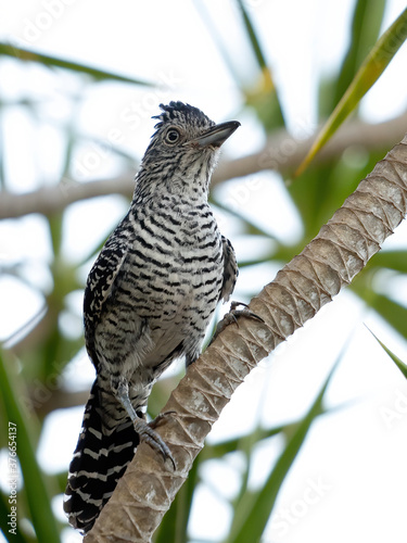 Brazilian Barred Antshrike of the species Thamnophilus doliatus ssp. difficilis photo