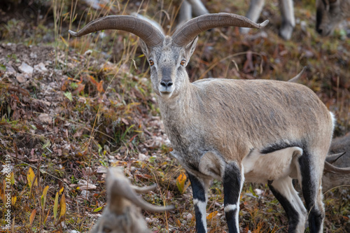 Blue sheep photo