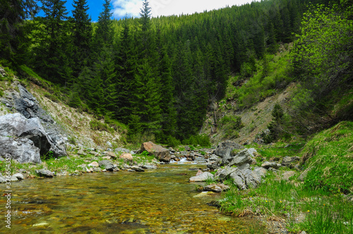 Latorita river flowing in a summer day, guarded by wild spruce forests.  photo