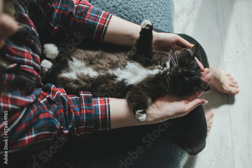 Cute kitten sleeps on his owner's hands. Taking care of your pet. black-white cat close-up.