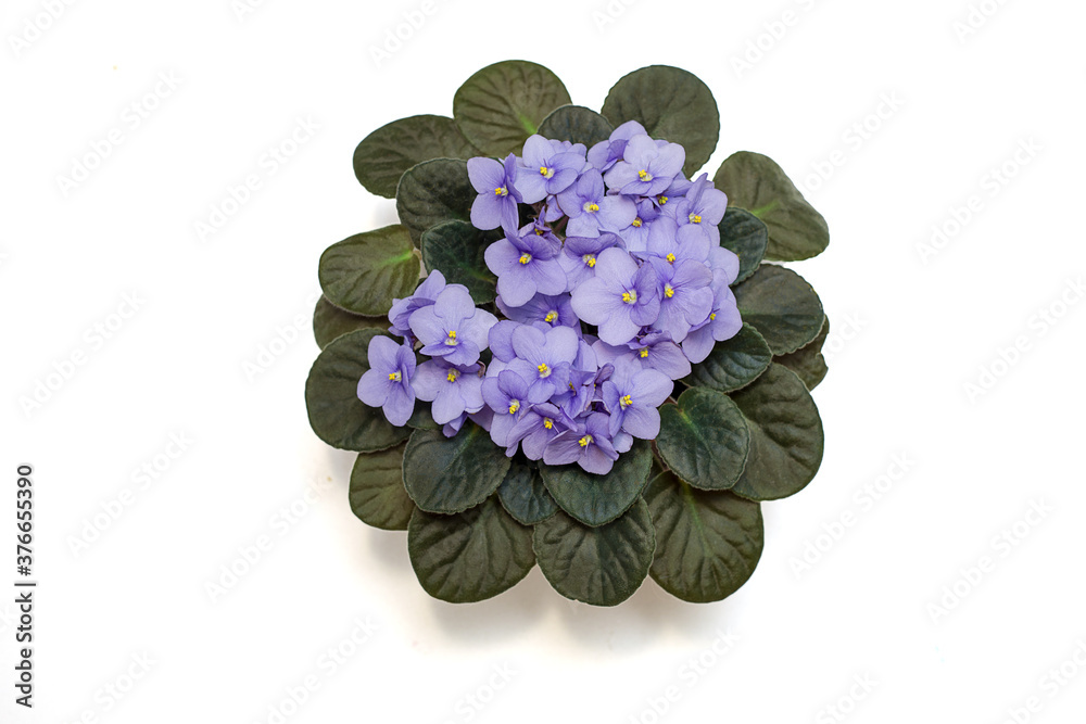Obraz premium The blooming of the delicate viola, the violet color of the lilac in the pot. Flat lay. Isolated on a white background. Close-up photo. Copy space