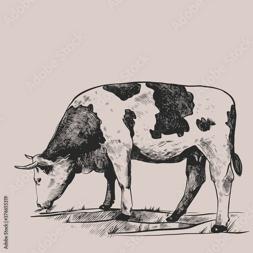 Cow in the meadow. Hand drawn in a graphic style. Vintage vector engraving illustration for poster, web, packaging, branding, flyer, print. Isolated on gray background
