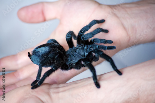 Spider in the hands of a man. Close-up of a large tarantula.