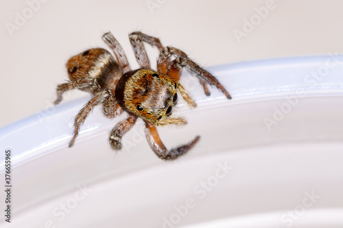 Adanson's House Jumping Spider of the species Hasarius adansoni photo