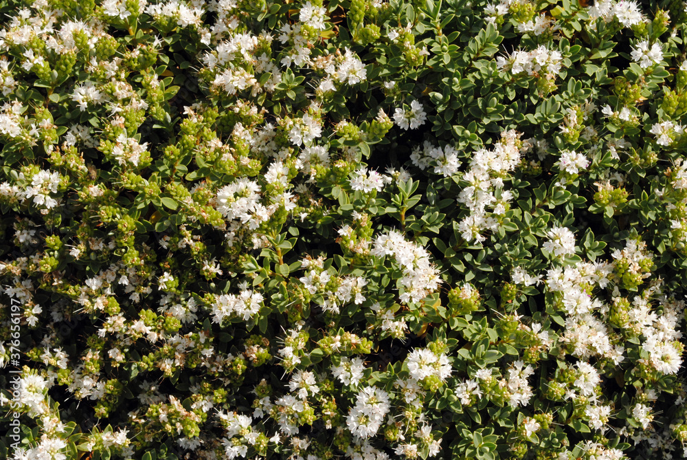 Fototapeta premium Close Up View of Small White Flowers on Bushy Green Plant