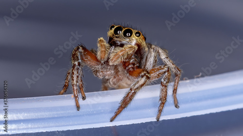 Adanson's House Jumping Spider of the species Hasarius adansoni photo