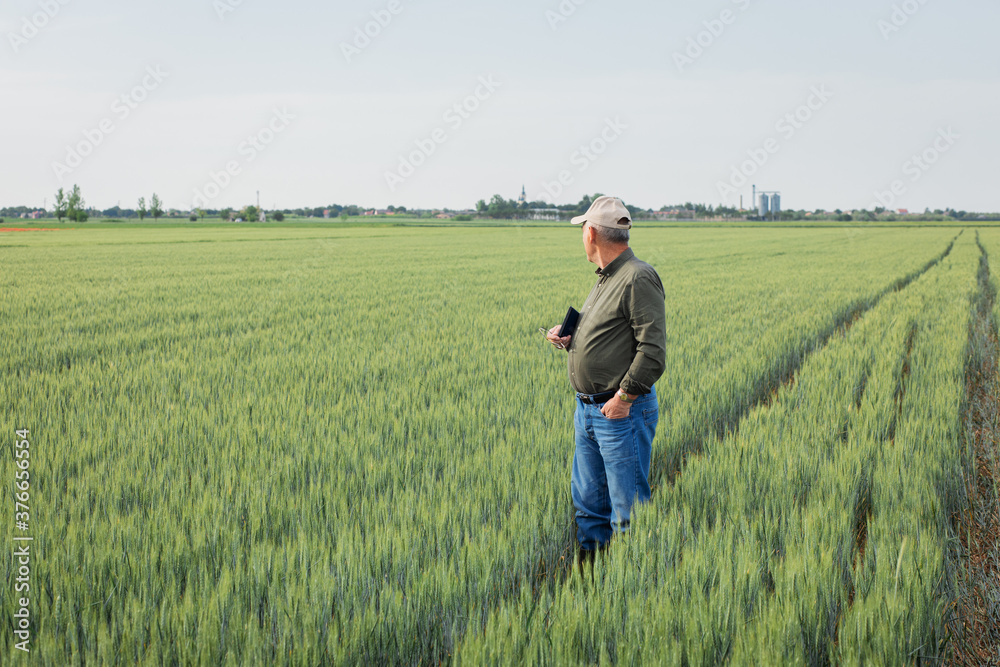 Portrait of senior farmer standing in wheat field examining crop during the day. Portrait of senior farmer standing in wheat field examining crop during the day.