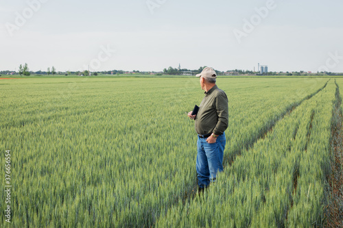 Portrait of senior farmer standing in wheat field examining crop during the day. © Zoran Zeremski