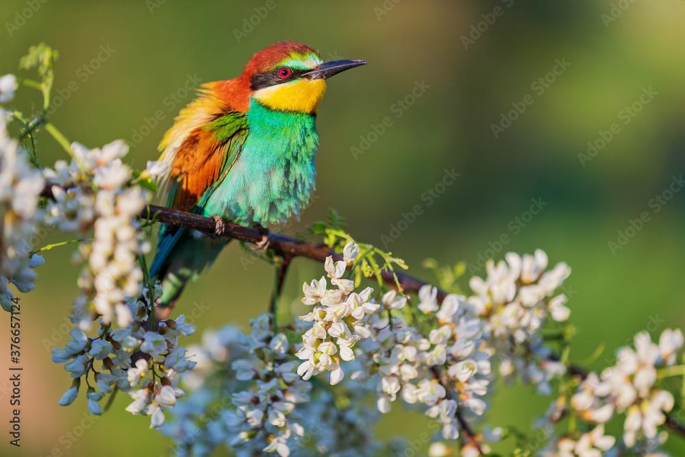 colorful wild bird among beautiful flowers