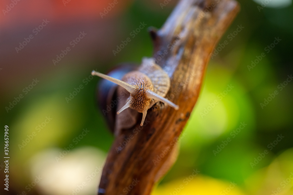 Large snail on a tree branch. Burgudian, grape or Roman edible snail from the Helicidae family. Air-breathing gastropods. Large snail on a tree branch. Burgudian, grape or Roman edible snail from the Helicidae family. Air-breathing gastropods.