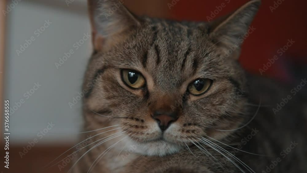 Lazy young british cat is bored, laying and looking into camera, slow motiom close up portrait. Lazy young british cat is bored, laying and looking into camera, slow motiom close up portrait.