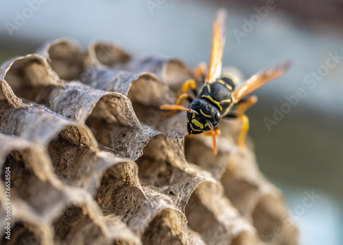 Wasp nest with its dangerous inhabitants wasps, macro photography
