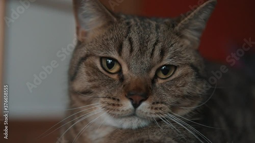 Lazy young british cat is bored, laying and looking into camera, slow motiom close up portrait. photo