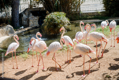 Beautiful flamingos in nature.