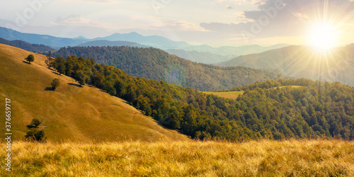 composite mountain landscape at sunset. grassy meadow on the hillside. beech forest on the distant ridge in evening light
