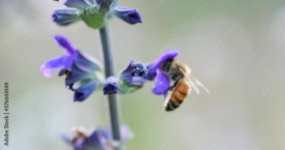 A Worker bee collects nectar from Violet Flower A Worker bee collects nectar from Violet Flower