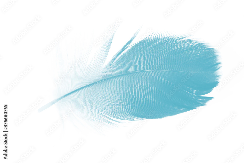 Fototapeta premium green turquoise colors tone feather isolated on white background