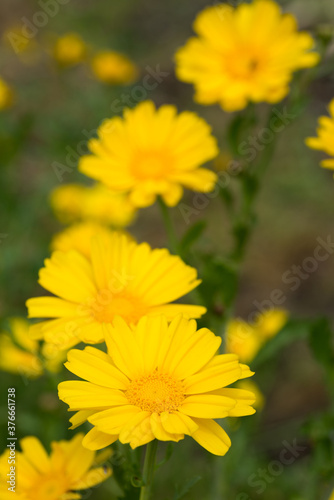 黄色い春菊の花
