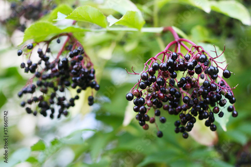 Holunder - Sambucus, Holunderbeere, Dolde von Holunderbeeren - Ernte im Herbst, gesunde Vitamine, immunbooster, detox, superfood, Futter für die Vögel im Herbst, Vogelfutter photo