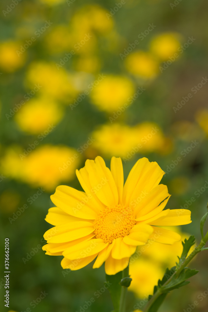 黄色い春菊の花 黄色い春菊の花