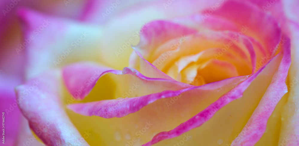 Yellow rose close up with water drops .Birthday card. Yellow rose close up with water drops .Birthday card.