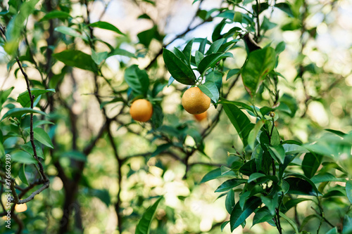 Close-up of ripe orange tangerines on a tree.