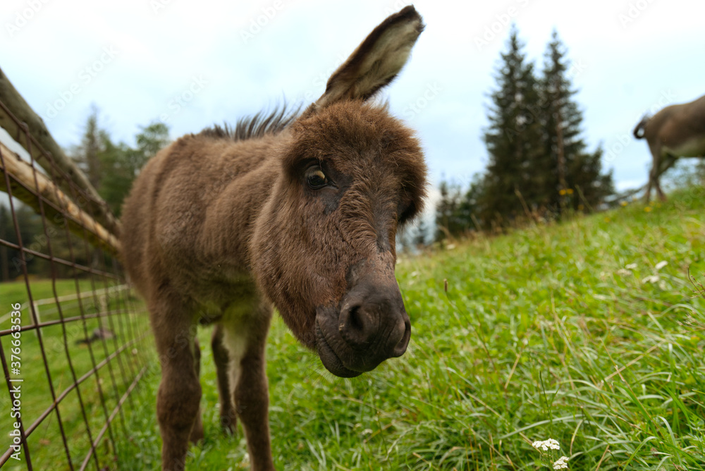 Junges Eselfohlen auf grüner Wiese blickt neugierig und schüttelt dabei den Kopf