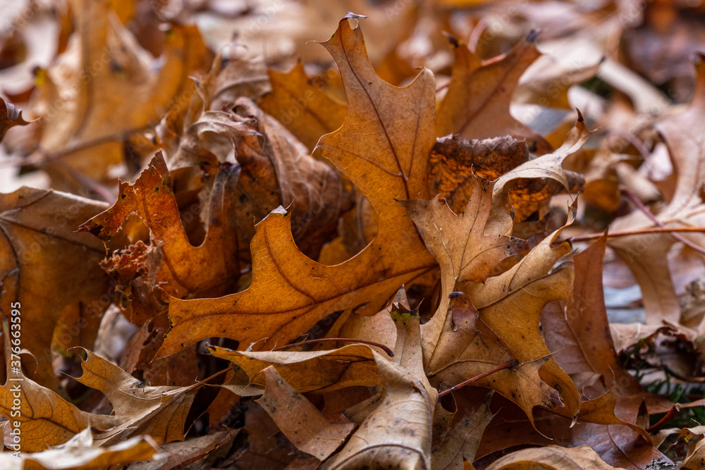 Close-up of dry maple leaves on the ground. Orange autumn foliage in park Close-up of dry maple leaves on the ground. Orange autumn foliage in park