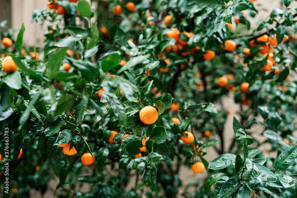 Many ripe orange tangerines on the branches of a tree covered with raindrops.