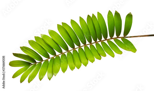 Cardboard palm or Zamia furfuracea or Mexican cycad leaf  isolated on white background, with clipping path